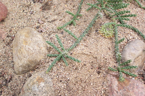 cylidropuntia whipplei v. minor
